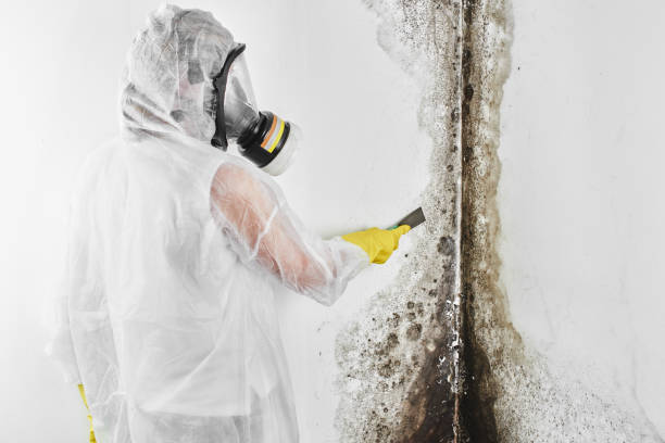 Best Attic Mold Removal  in Cnelius, OR