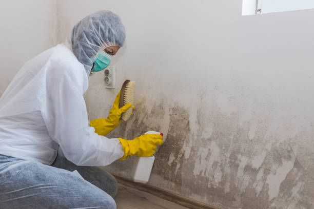 Best Toxic Mold Removal  in Cnelius, OR