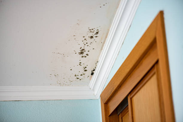 Trusted Cornelius, OR Mold Removal Experts