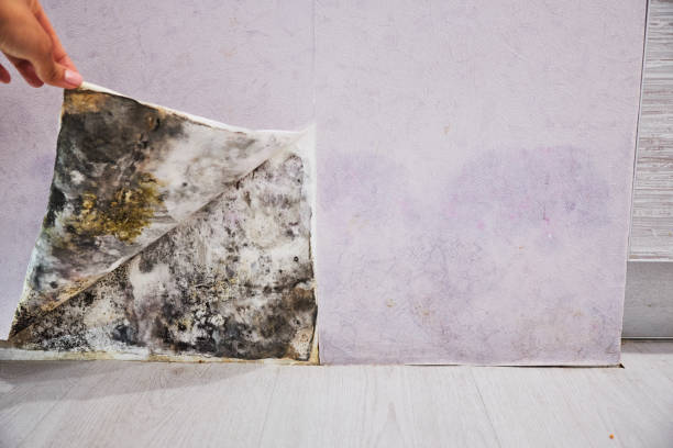 Best Local Mold Removal Service  in Cnelius, OR